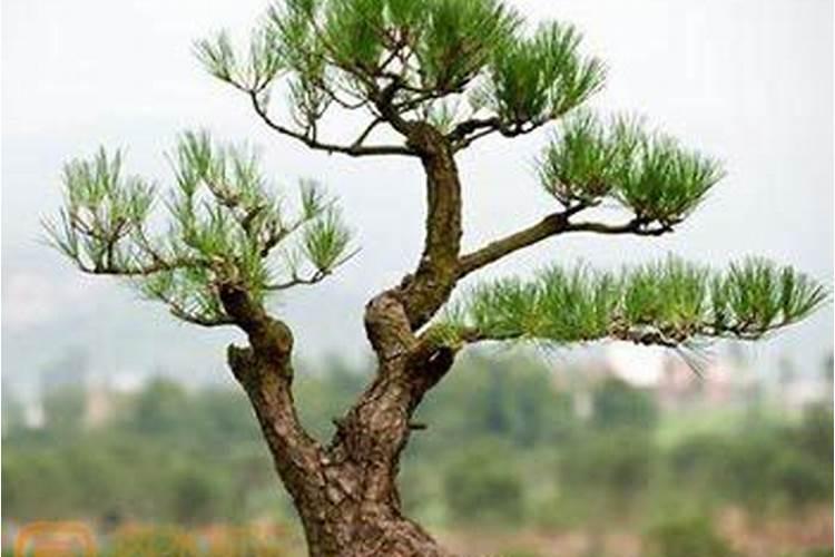 樟树可以种在家门口吗
