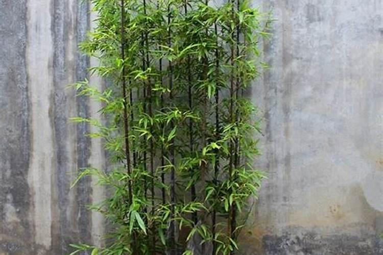 家里种什么竹子最聚财最旺