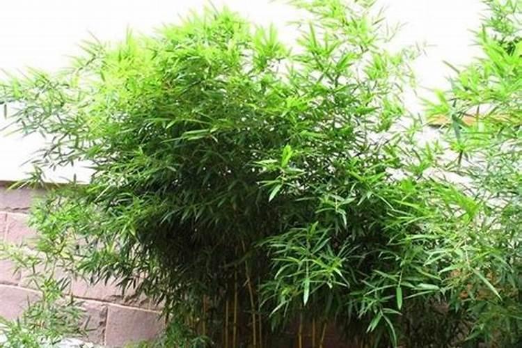 什么竹子好风水最旺