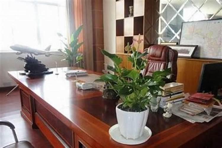 兰花风水摆放禁忌属相,兰花放什么位置旺财