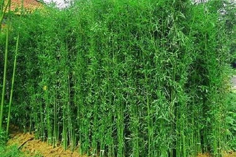 入户门什么颜色最吉利