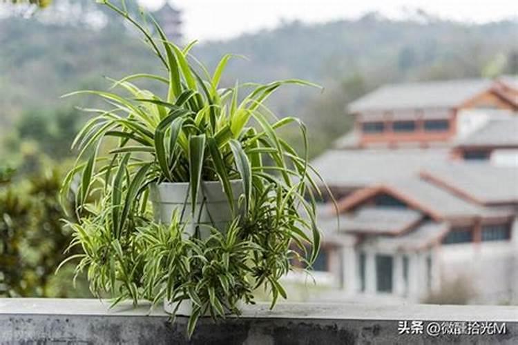 墓地放哪些东西能招财聚财墓地放什么能招财聚财