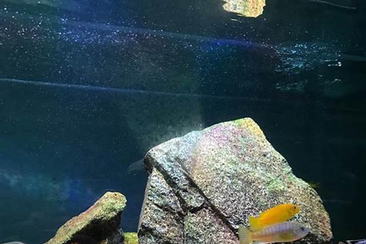 风水鱼不要随便养!