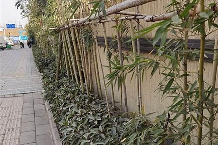 院墙外种什么树风水好 院墙外种哪些树比较好