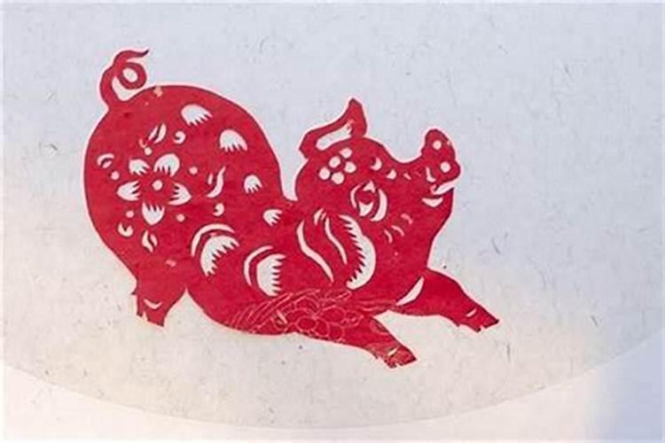 生肖猪养什么植物最旺财气