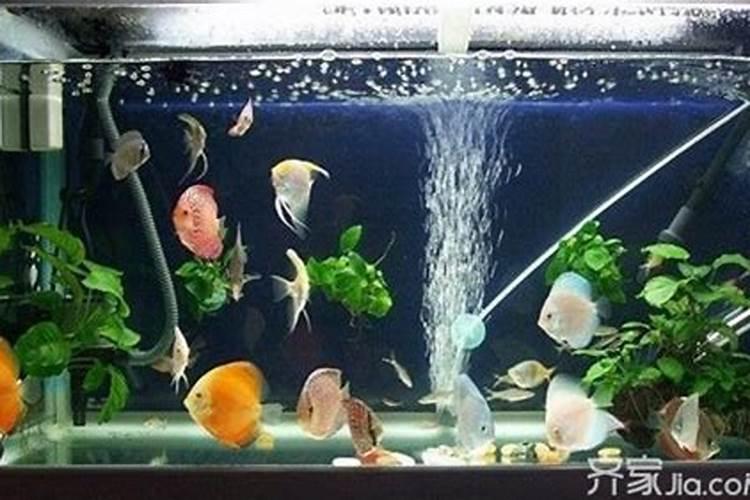 办公室养什么风水鱼好