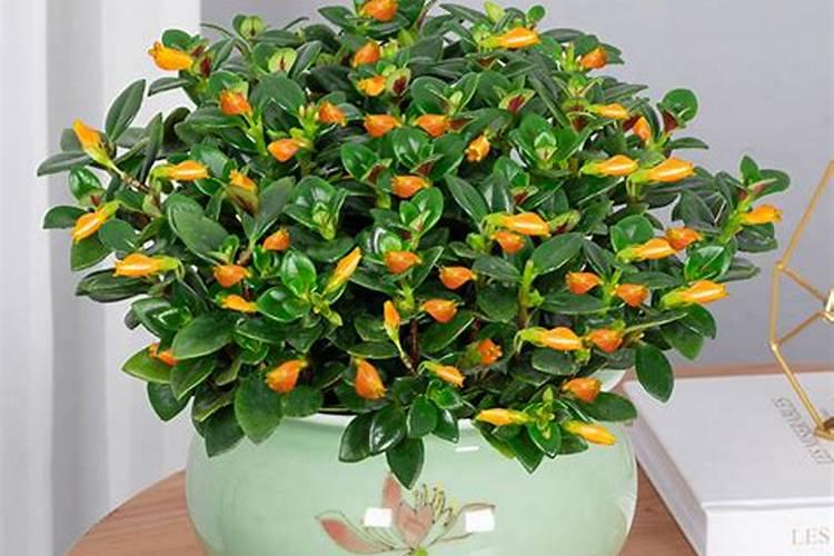 什么植物招财挡煞气镇宅招财旺人的植物