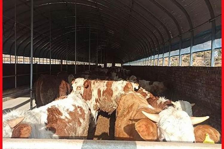 家门口建了一个养牛的大棚有风水影响吗？