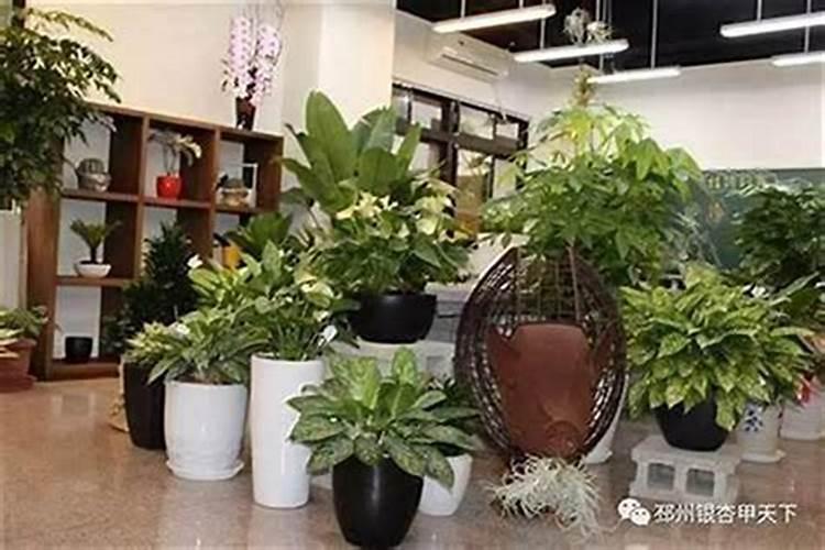 店铺门前放什么植物招财,门前种什么花风水好