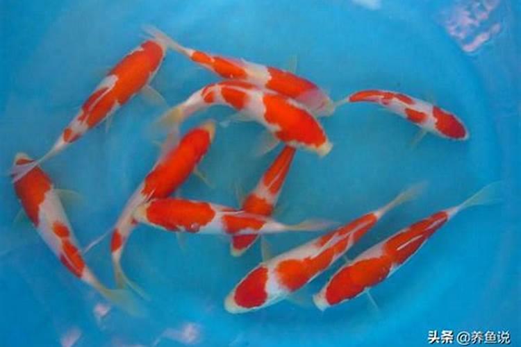 家里养锦鲤鱼风水知识？