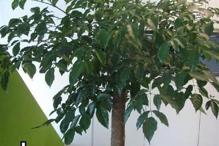 门口放几棵招财树好风水？