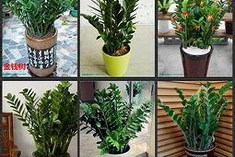 门口放什么植物招财