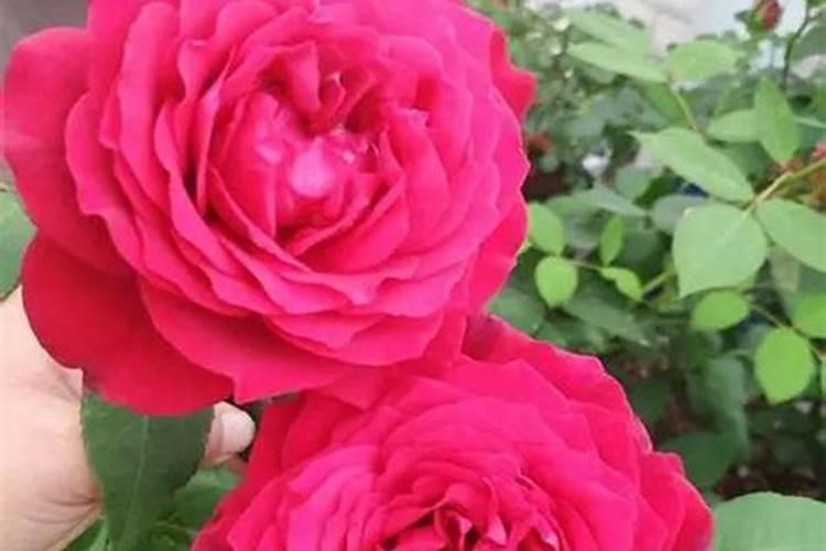 玫瑰花在风水上有忌讳吗,不要养在家里(会招烂桃花)