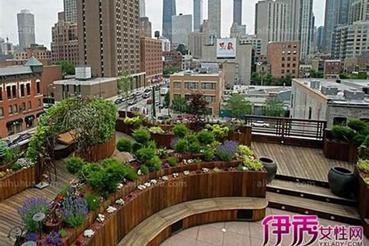 楼顶适合种什么植物