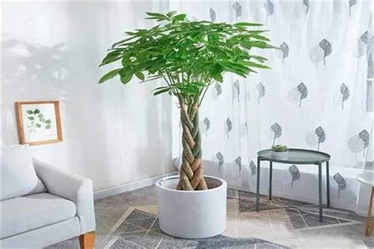 大厅放什么植物最旺风水