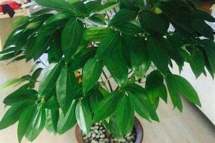 大门风水不好,可以用植物来化解,来看看你家是不是这种情况