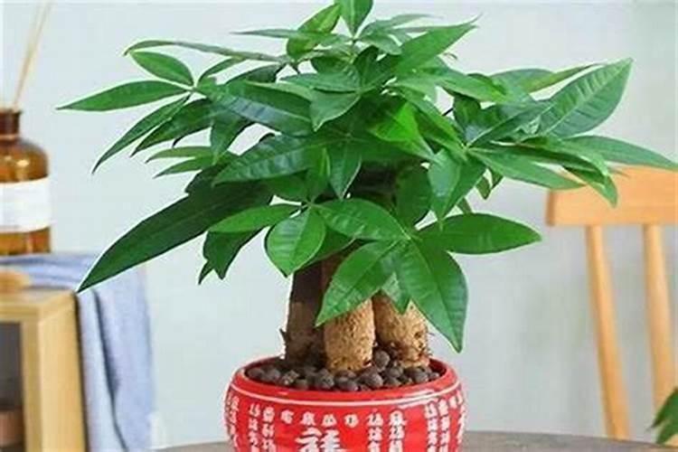 阳宅风水种什么植物好运？