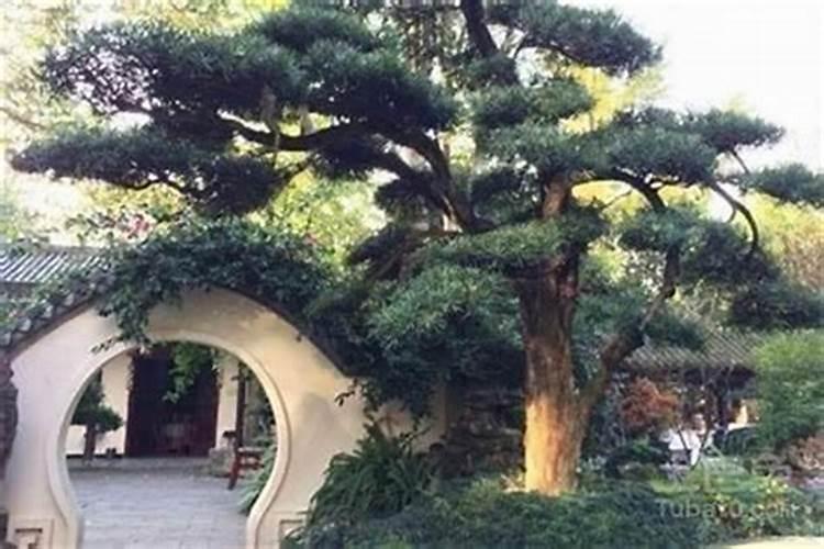 什么树进阳宅最旺