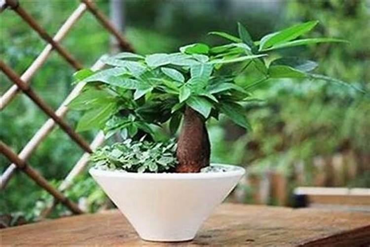 药房放什么花招财最好风水？