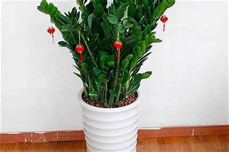 凌源什么植物最旺财