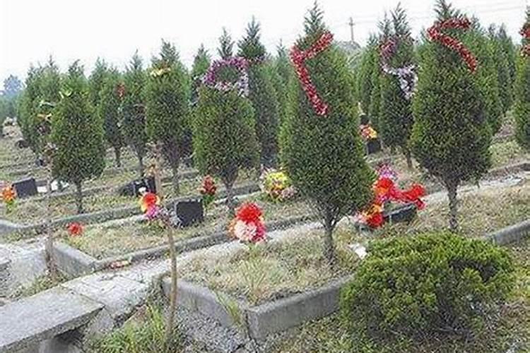 坟地栽树几棵最好