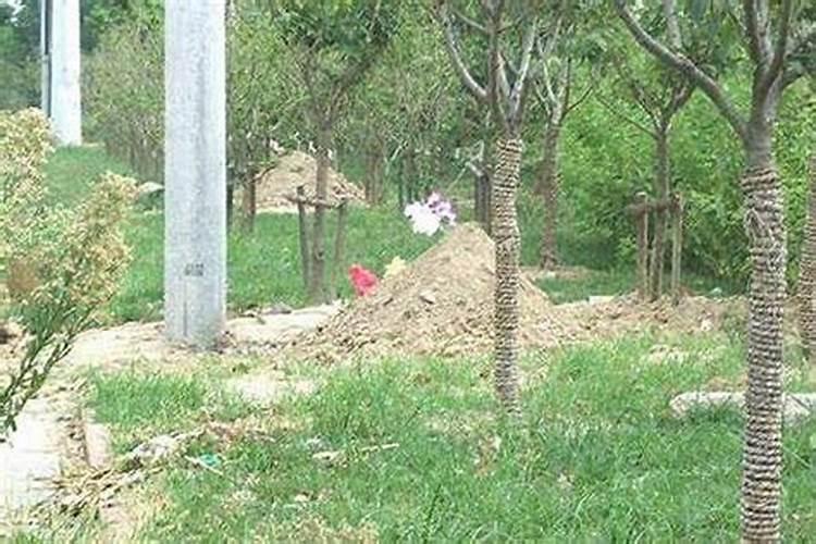 坟地种树的讲究是什么？