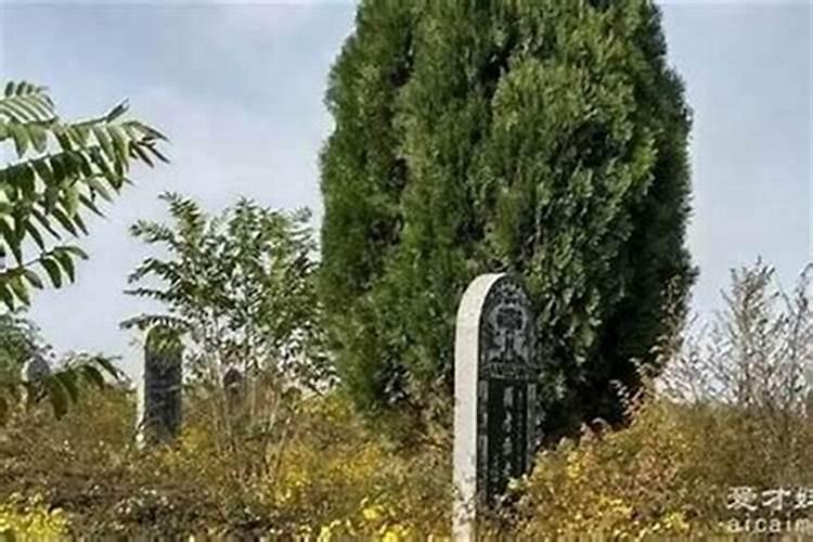 坟前栽几棵树最好