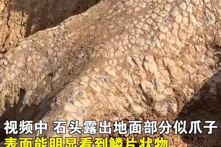 湖南邵阳挖出疑似龙化石？当地回应来了