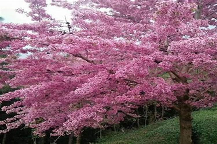 家里种樱花树对风水好吗
