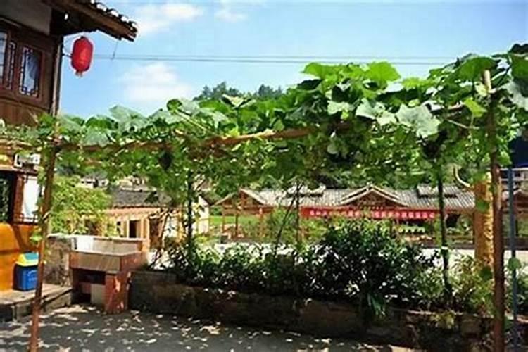 红枣树屋全屋后好不好种？
