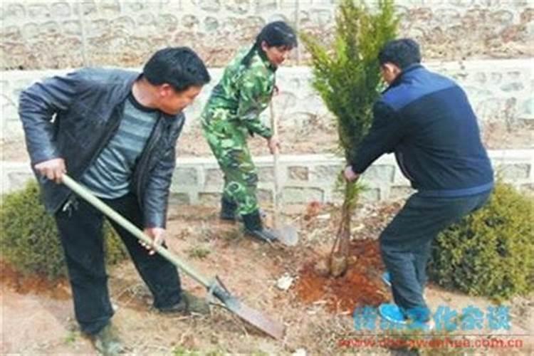 坟前栽树有什么讲究？