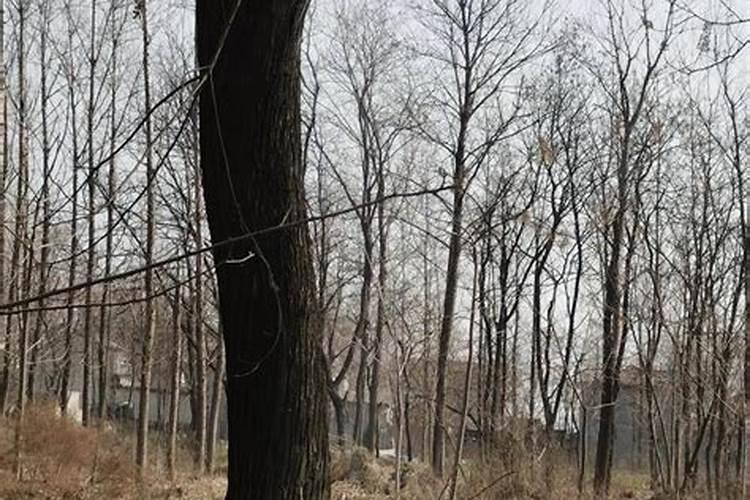 家里祖坟上旁边长了棵树,人说不好,我把它连根砍了,可是最近霉运不断。