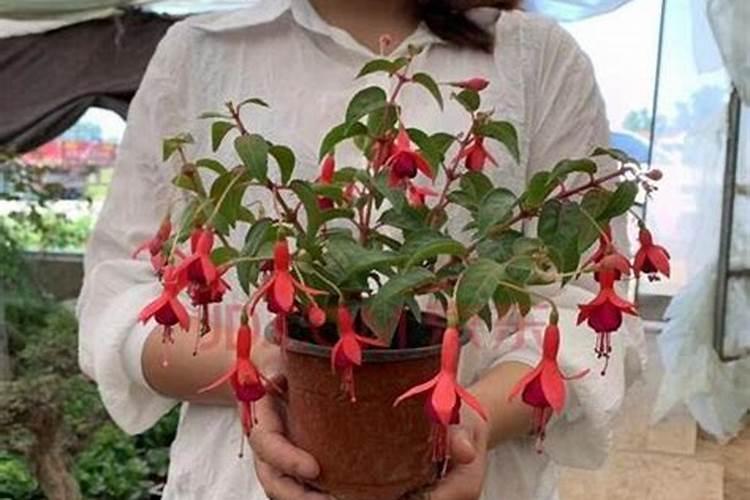 灯笼花风水灯笼花的寓意