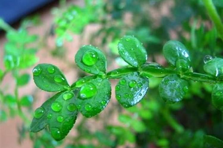 清香木的风水作用
