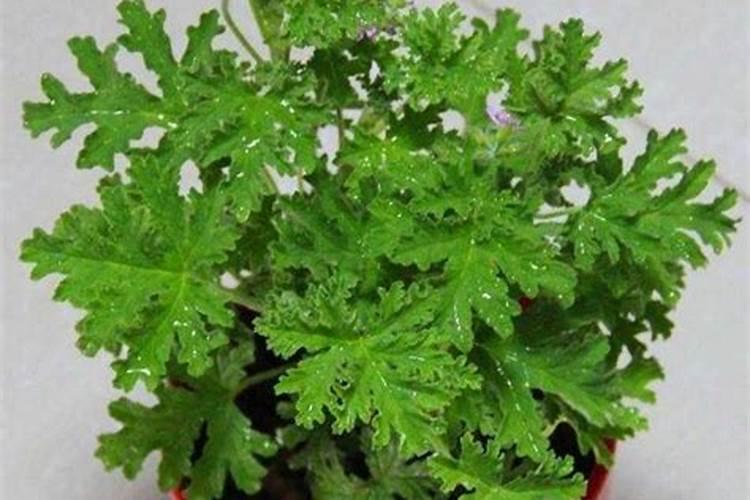 在家里种植什么树木可以驱蚊子？
