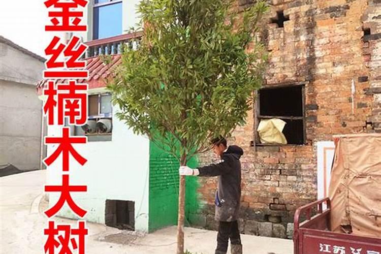 庭院种金丝楠木风水上可行吗？