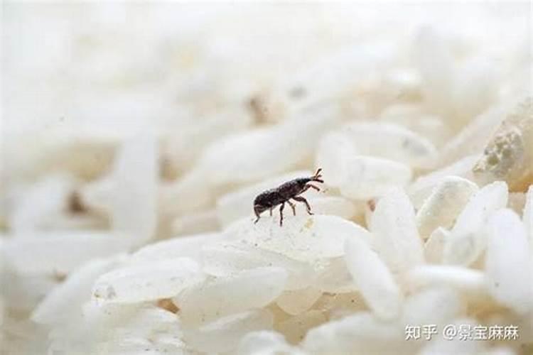 米缸里有米虫影响家里风水吗