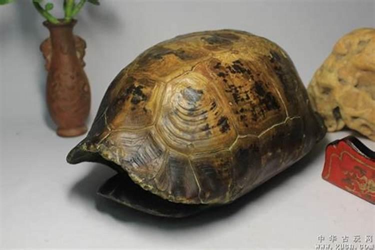 风水师用龟壳还是龟壳？