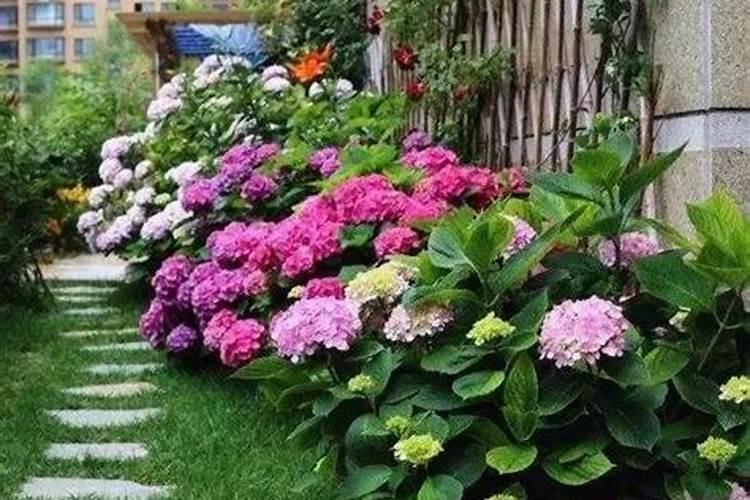 院子种什么花草最旺风水