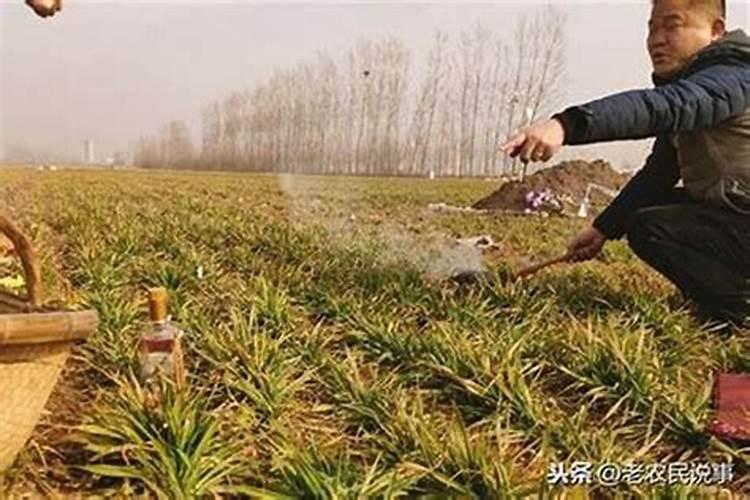 坟墓前栽什么树最旺