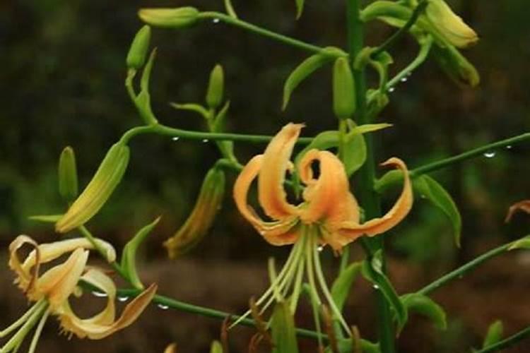 百合花风水