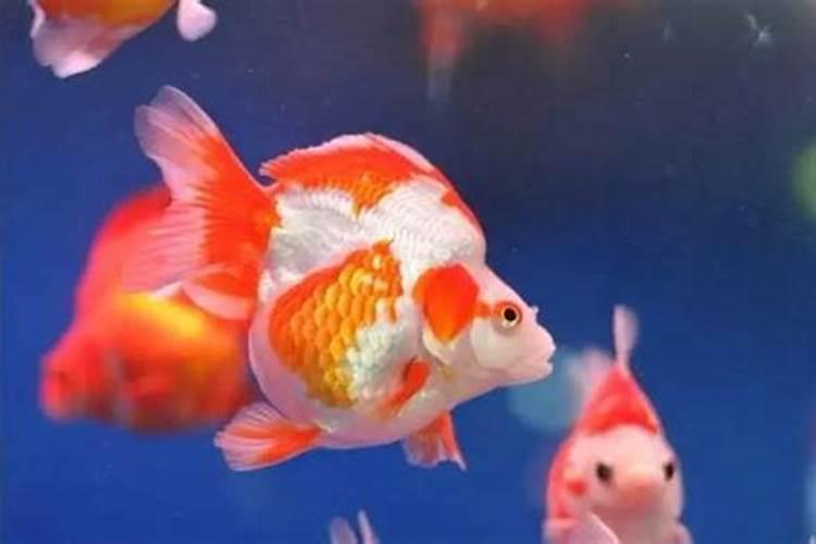 养金鱼的风水注意事项？