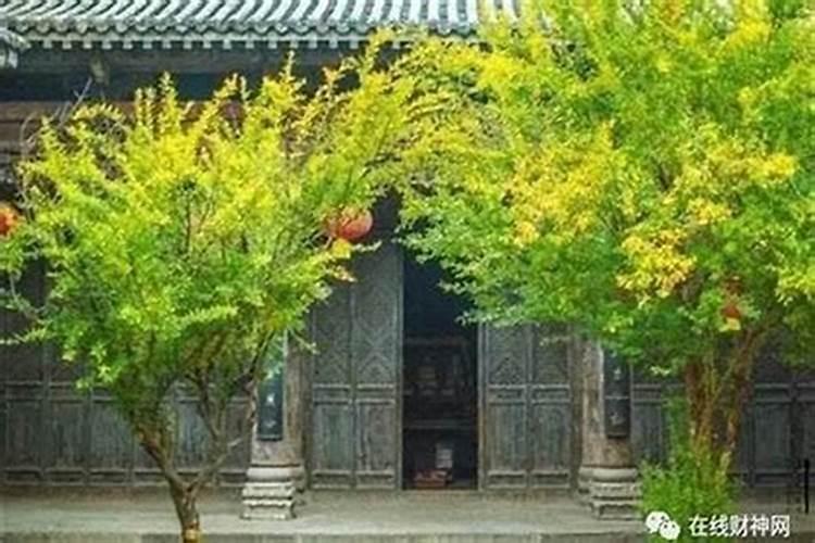 樟树砍头对风水的影响？