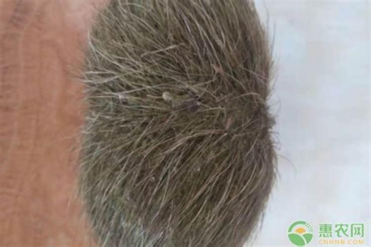 风水大师用的猪砂是什么？