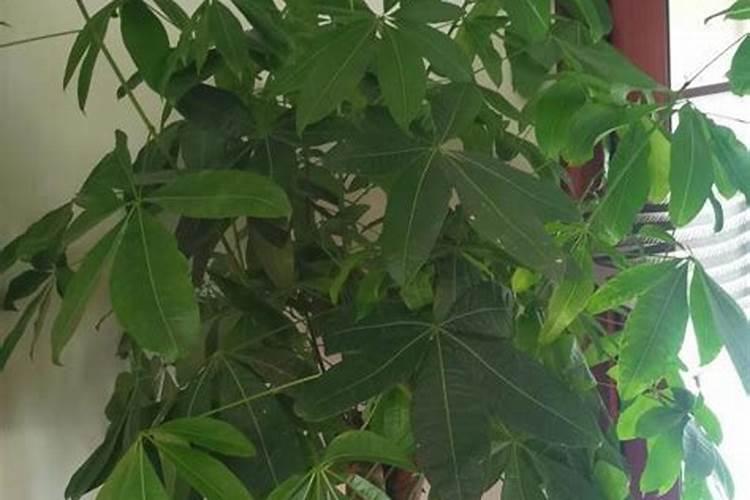 叶树养性格特点？