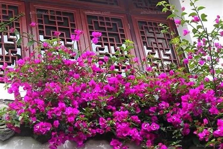阳台种什么爬藤旺风水？