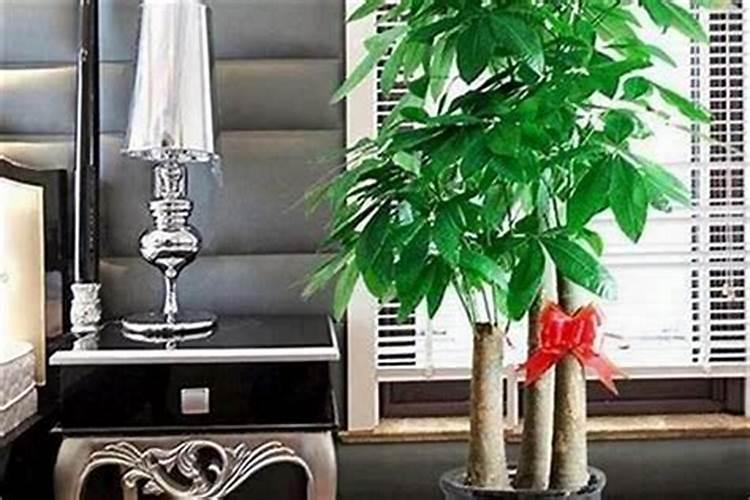 适合屋里摆放的旺家旺财树有哪些屋里放什么树旺家旺财？