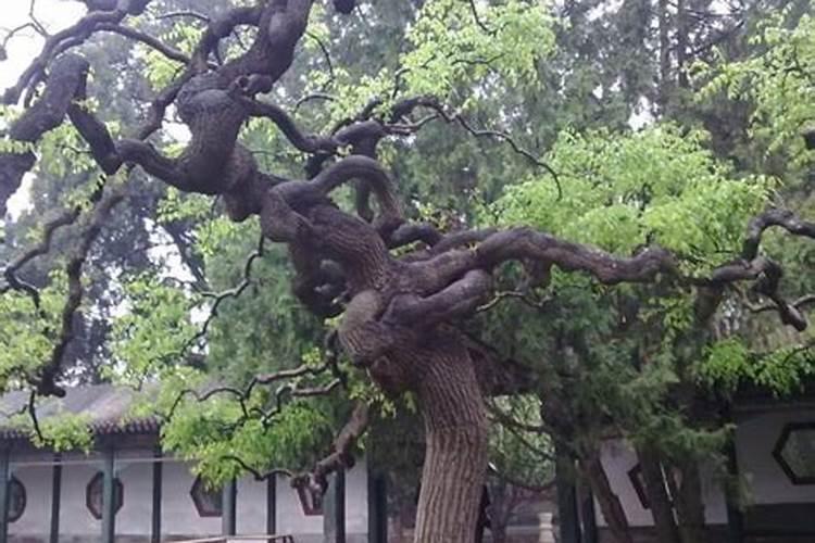 槐树真的可以招鬼