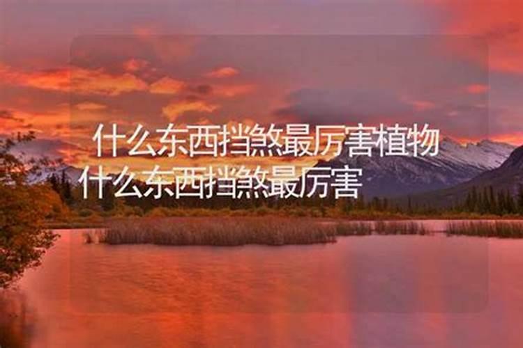 什么东西挡煞最厉害？