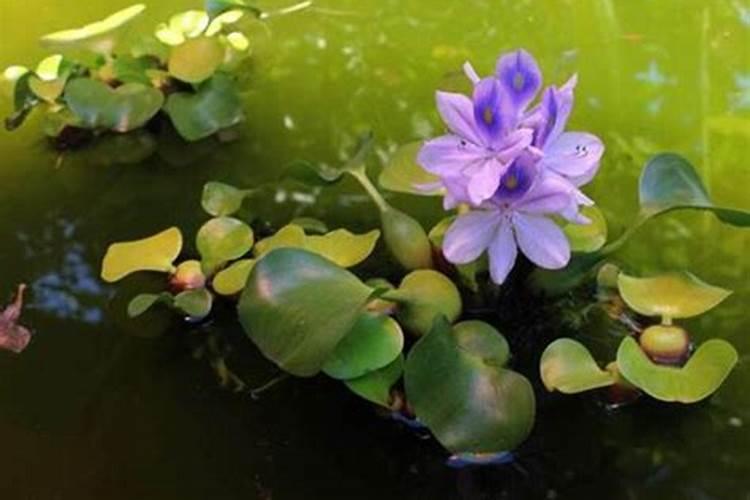 家里养水葫芦风水好吗？